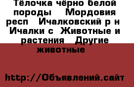 Тёлочка чёрно-белой породы. - Мордовия респ., Ичалковский р-н, Ичалки с. Животные и растения » Другие животные   